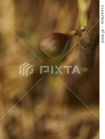 Fig on the branch 40820455