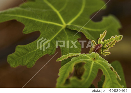Fig on the branch 40820465