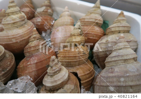 つぶ貝 40821164