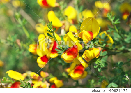 黄色のエニシダの花 黄色のエニシダの花 40821175