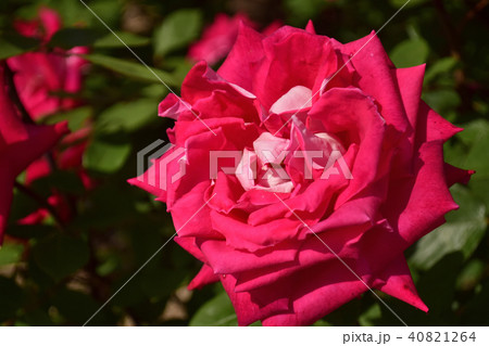 薔薇　アルテス’75 40821264