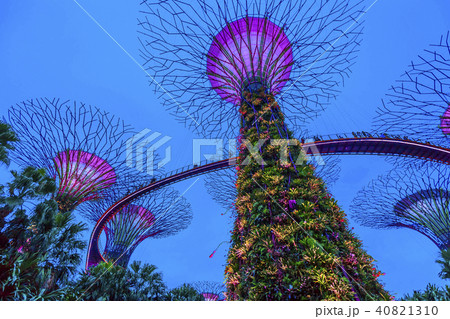 ガーデンズバイザベイのライトアップ ガーデンズバイザベイのライトアップ 40821310