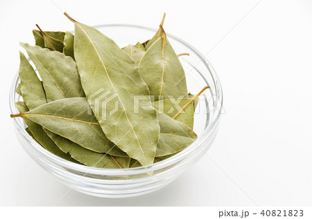 ローリエ(月桂樹) ローリエ(月桂樹) 40821823