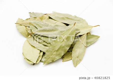 ローリエ（月桂樹） 40821825