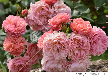 薔薇 かおりかざりの写真素材