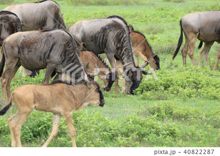 セレンゲティ国立公園 40822287