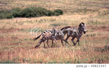セレンゲティ国立公園 40822347