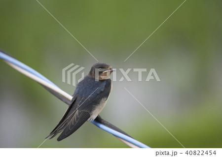 子ツバメ 40822454