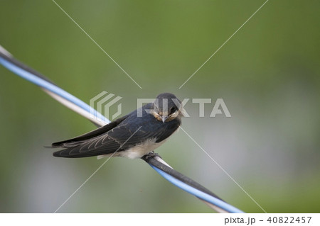 子ツバメ 40822457