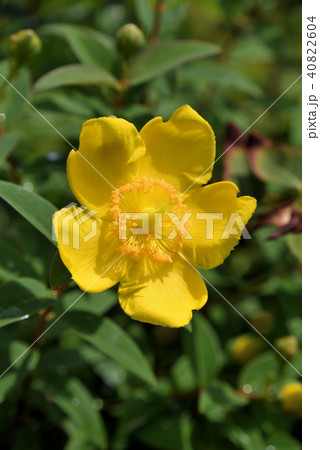 キンシバイ キンシバイ 40822604