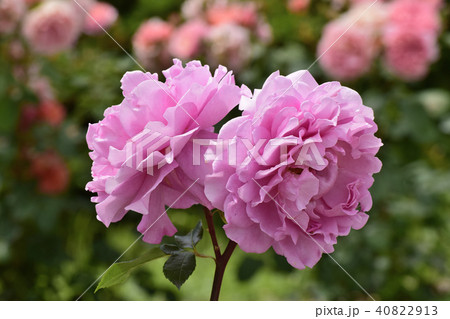 薔薇 つきよみ 薔薇 つきよみ 40822913