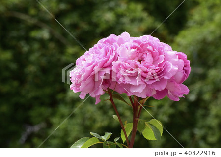 薔薇 つきよみ 薔薇 つきよみ 40822916