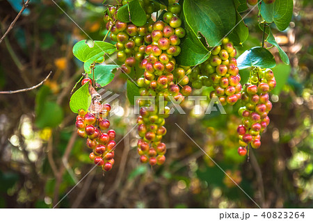 Smilax aspera Smilax aspera 40823264