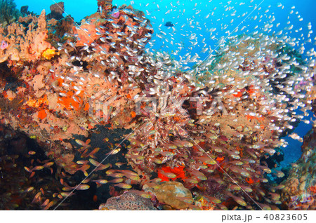 青い海とサンゴと魚たち 青い海とサンゴと魚たち 40823605