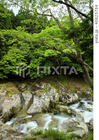 新緑の魔林峡 40823784