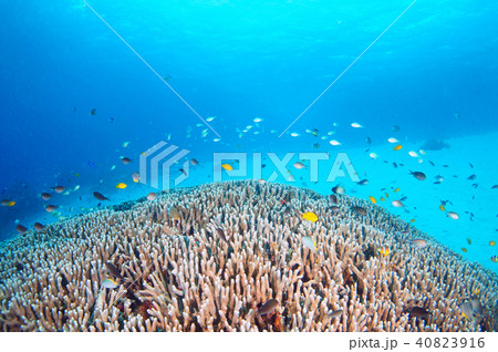 青い海とサンゴと魚たち 40823916