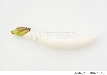白い長茄子 40824240