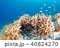 青い海とサンゴと魚たち 40824270