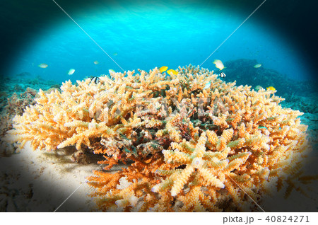 青い海とサンゴと魚たち 40824271