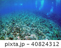 青い海とサンゴとダイバーと 40824312
