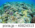 青い海とサンゴ礁 40824313