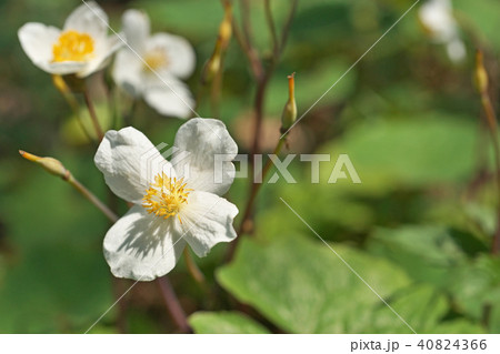 シラユキゲシの花 40824366