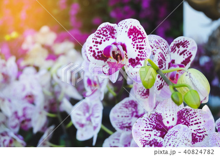 Orchid flower in tropical garden. Orchid flower Orchid flower in tropical garden. Orchid flower 40824782