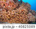 魚群 40825089