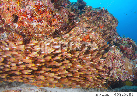 魚群 40825089