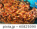 魚群 40825090