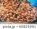 魚群 40825091