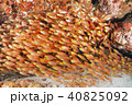 魚群 40825092