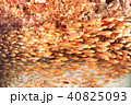 魚群 40825093
