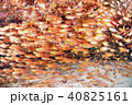 魚群 40825161