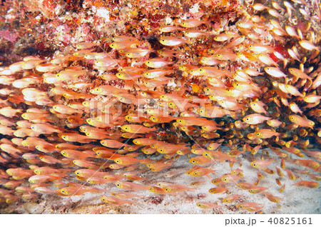 魚群 魚群 40825161