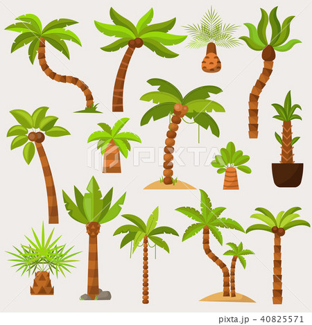 Palma vector palmaceous tropical tree with coconut or green exotic leafs and palmetto on tropic 40825571