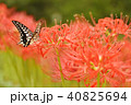 アゲハ蝶と彼岸花 40825694