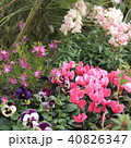 秋の花壇 40826347