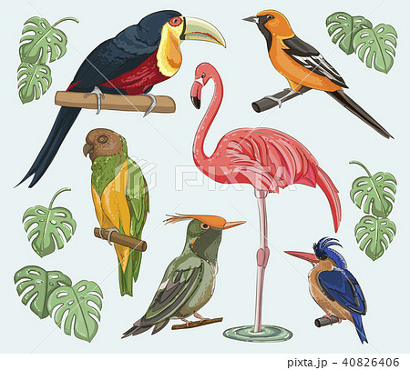 Exotic set birds 40826406