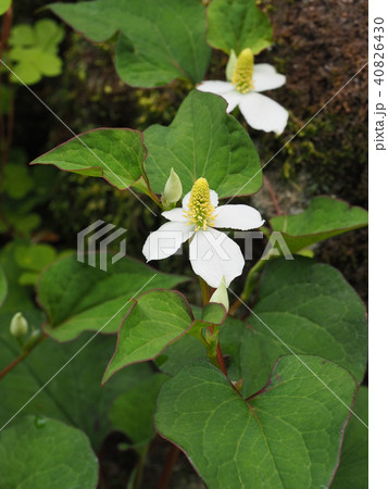 ドクダミ 40826430