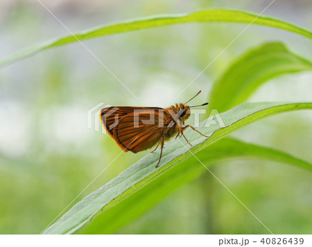 ヒメキマダラセセリ 40826439