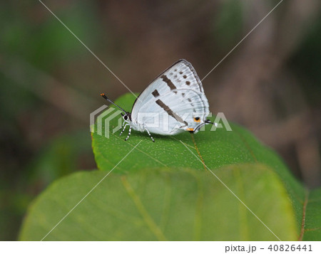 ミズイロオナガシジミ ミズイロオナガシジミ 40826441