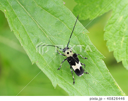 ラミーカミキリ 40826446