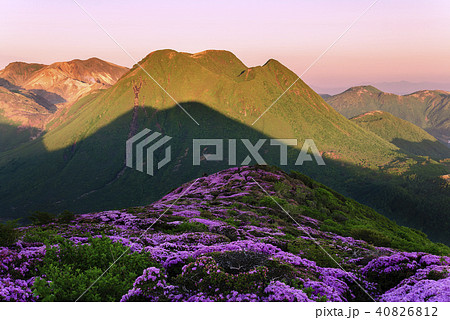 九重山 久住山 ミヤマキリシマ 九重山 久住山 ミヤマキリシマ 40826812