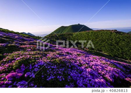 九重山　久住山　ミヤマキリシマ 40826813