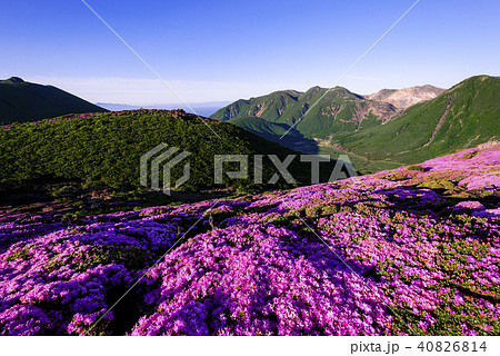 九重山 久住山 ミヤマキリシマ 九重山 久住山 ミヤマキリシマ 40826814
