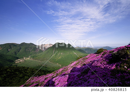 九重山 久住山 ミヤマキリシマ 九重山 久住山 ミヤマキリシマ 40826815