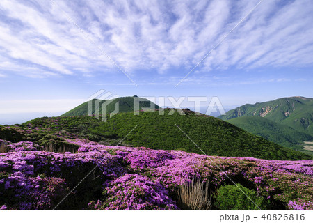 九重山　久住山　ミヤマキリシマ 40826816