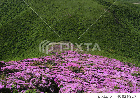 九重山 久住山 ミヤマキリシマ 九重山 久住山 ミヤマキリシマ 40826817