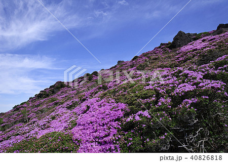 九重山 久住山 ミヤマキリシマ 九重山 久住山 ミヤマキリシマ 40826818